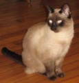Siamese Cat Killed Saint Petersburg